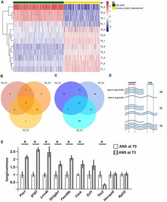 Choice of Alternative Polyadenylation Sites, Mediated by the RNA-Binding Protein Elavl3, Plays a Role in Differentiation of Inhibitory Neuronal Progenitors